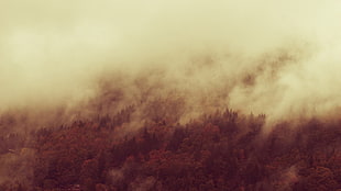 brown and white fur area rug, mist, forest, nature, landscape