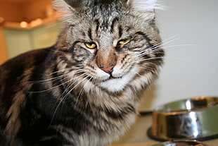 silver tabby cat near in stainless steel bowl