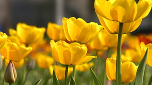 shallow focus photography of yellow flowers