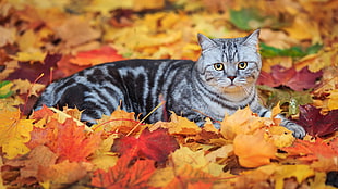 gray tabby cat on leaves HD wallpaper
