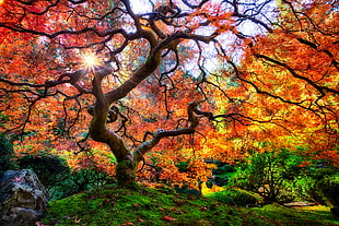 orange leaf trees, matti