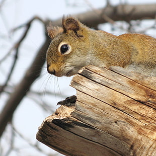 brown squirrel above on wood log, red squirrel HD wallpaper