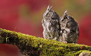 two gray owls, animals, photography, owl, moss HD wallpaper
