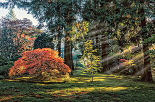 green leaf plant, garden, trees, maple leaves, sun rays