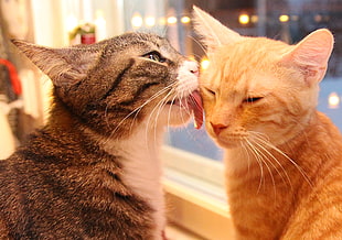 orange and grey tabby cats