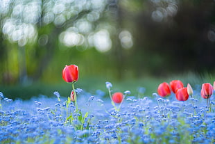 red tulips HD wallpaper