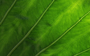 green leaf, leaves, plants, macro, water drops HD wallpaper