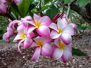 white and pink flowers