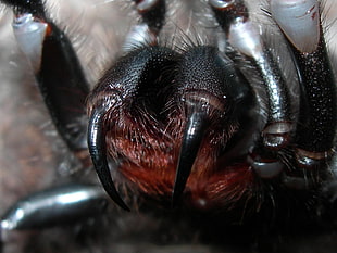 close-up photo of black spider HD wallpaper