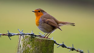 gray and red sparrow on wood fence