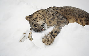 Leopard on snow HD wallpaper