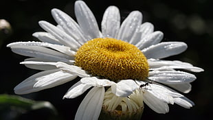 white daisy flower with ant on top HD wallpaper