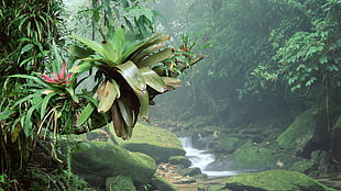 forest with river, nature, landscape, trees, forest