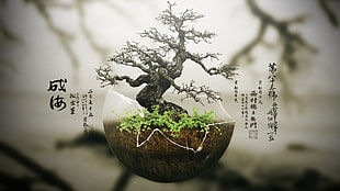 bonsai tree, bonsai, trees, digital art, plants HD wallpaper