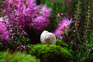 selective photography of white snail on green grass with purple petaled flower HD wallpaper