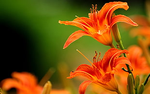 orange hibiscus flowers, lilies, flowers, orange flowers