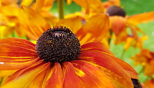 black eyed-Susan flower, Coneflowers, Flower, Closeup