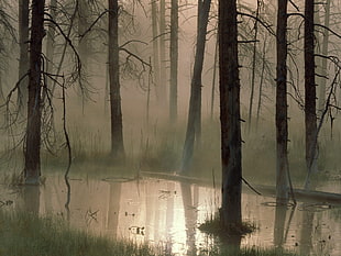 body of water surrounded by withered forest HD wallpaper
