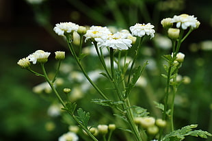 white chrysanthemum flowers, green, bokeh, Chamomile, flowers