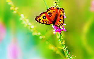 shallow focus on yellow and black butterfly