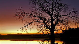 brown dried tree photo during yellow sunset HD wallpaper