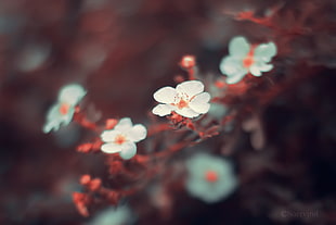 white petaled flower, nature, flowers, macro, plants