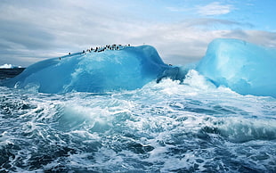 water waves, penguins, sea, ice, ice berg HD wallpaper