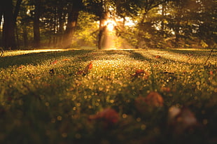 sun ray and green grass, forest, Sun