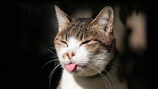 closeup photography of brown tabby cat