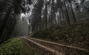 brown pathway between trees, Germany, forest, road, mist HD wallpaper