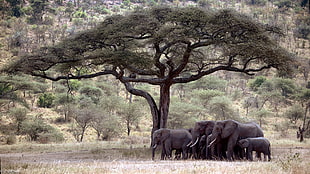 black elephant, landscape, elephant, savannah HD wallpaper