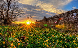 yellow petaled flowers during sunrise