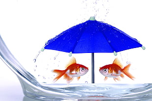 close up photography of two gold fish under blue umbrella HD wallpaper