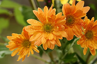 close up photo of four yellow petaled flowers filled with water droplets, orange HD wallpaper