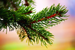close up photo of pine branch HD wallpaper