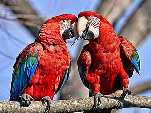 two red-and-blue parrots, birds, parrot, nature, macaws HD wallpaper