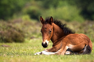 shallow focus photography of brown horse lying on green grass HD wallpaper