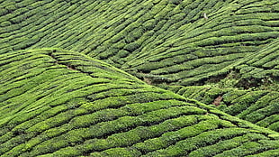 green and brown leaf plant, landscape, field