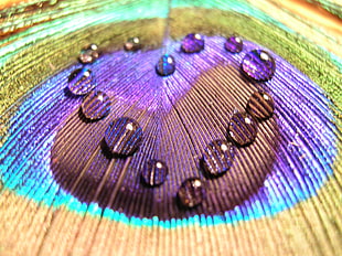 close up photography of dew on green and purple surface HD wallpaper