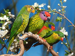 four green , red and yellow birds HD wallpaper