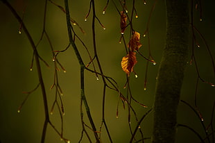 black and brown abstract painting, water drops, leaves, fall, blurred