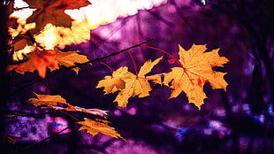 brown maple leaf in shallow focus lens