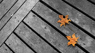 two brown leaves, wooden surface, leaves, selective coloring