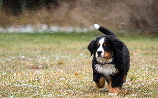 short-coated black, white, and brown puppy, animals, dog, Bernese Mountain Dog HD wallpaper