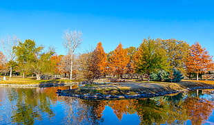 trees surrounded by body of water