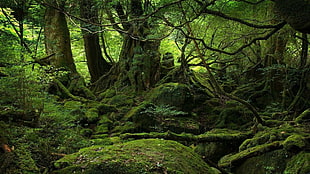 green leafed tree, forest, grass, trees, green