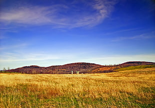 brown and green grass field landscape photo