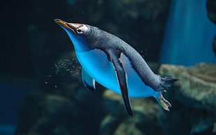 white and black penguin, penguins, birds, underwater HD wallpaper