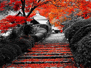 red leafed tree, landscape, nature, flowers, lotus flowers