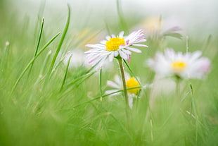 shallow focus photography of white-and-pink daisies HD wallpaper